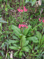 Primula japonica