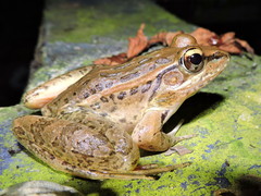 Lithobates magnaocularis