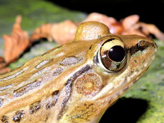 Lithobates magnaocularis