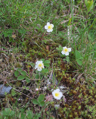 Fragaria nipponica