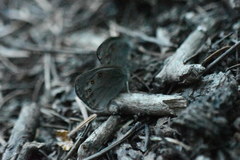 Coenonympha haydenii