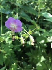 Geranium phaeum lividum