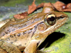 Lithobates magnaocularis