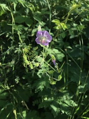 Geranium phaeum lividum