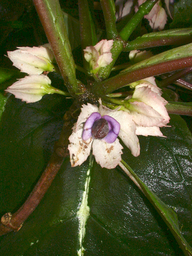 Drymonia parviflora