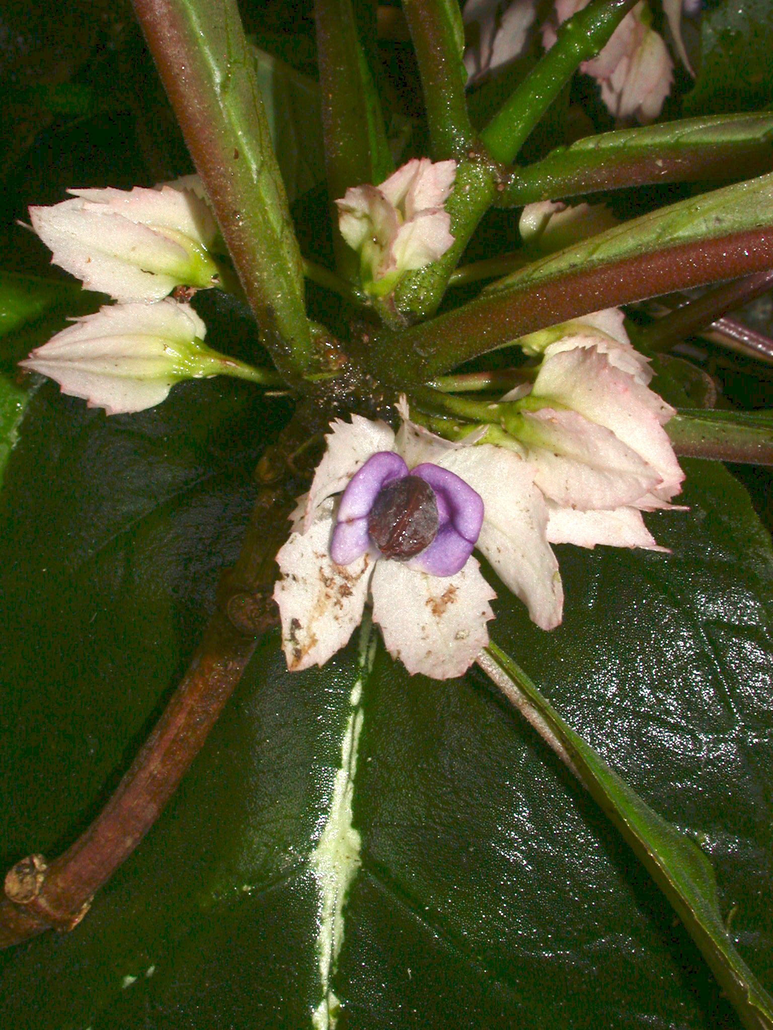 Drymonia parviflora