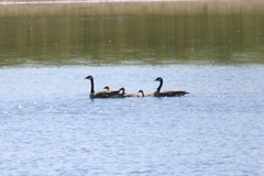 Branta canadensis
