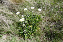 Celmisia spectabilis