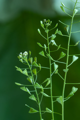 Capsella bursa-pastoris