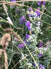 Macroglossum stellatarum