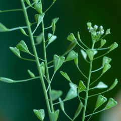 Capsella bursa-pastoris