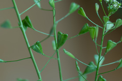 Capsella bursa-pastoris