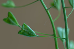 Capsella bursa-pastoris