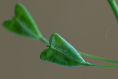 Capsella bursa-pastoris