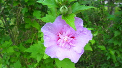 Alcea rosea