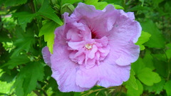 Alcea rosea