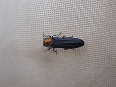 Agrilus ruficollis