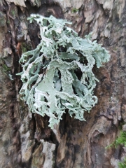 Ramalina fraxinea