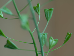 Capsella bursa-pastoris