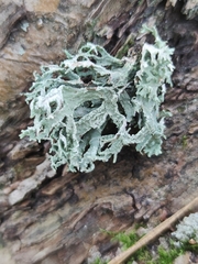 Ramalina fraxinea