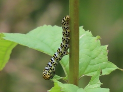 Cucullia scrophulariae