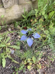 Nigella damascena