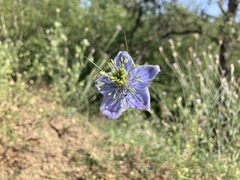 Nigella elata