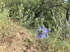 Nigella elata