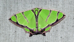 Agathia angustilimes