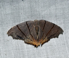 Orudiza protheclaria