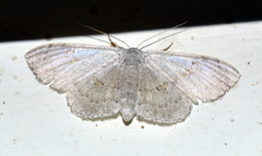 Somatina omicraria