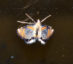 Nymphicula