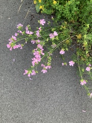 Malva moschata