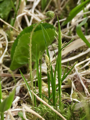 Carex anthoxanthea
