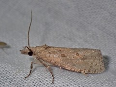 Epiblema grandaevana