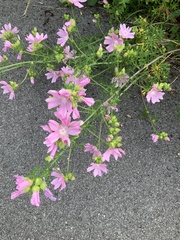 Malva moschata