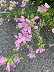 Malva moschata
