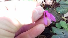 Cyclamen repandum