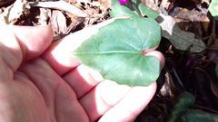 Cyclamen repandum