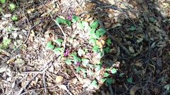 Cyclamen repandum