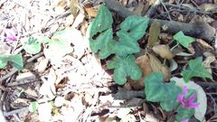 Cyclamen repandum