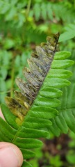 Chirosia filicis
