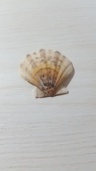 Pectinidae
