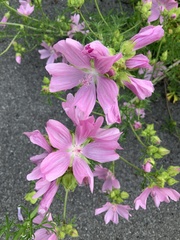 Malva moschata