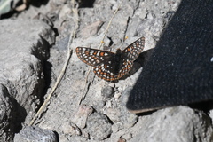 Euphydryas editha