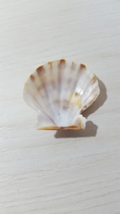 Pectinidae