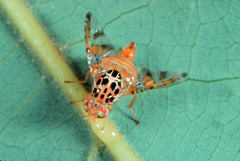 Ceratitis oraria