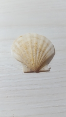 Pectinidae