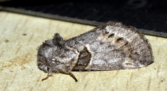 Notodontella tenebrosa