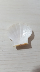 Pectinidae